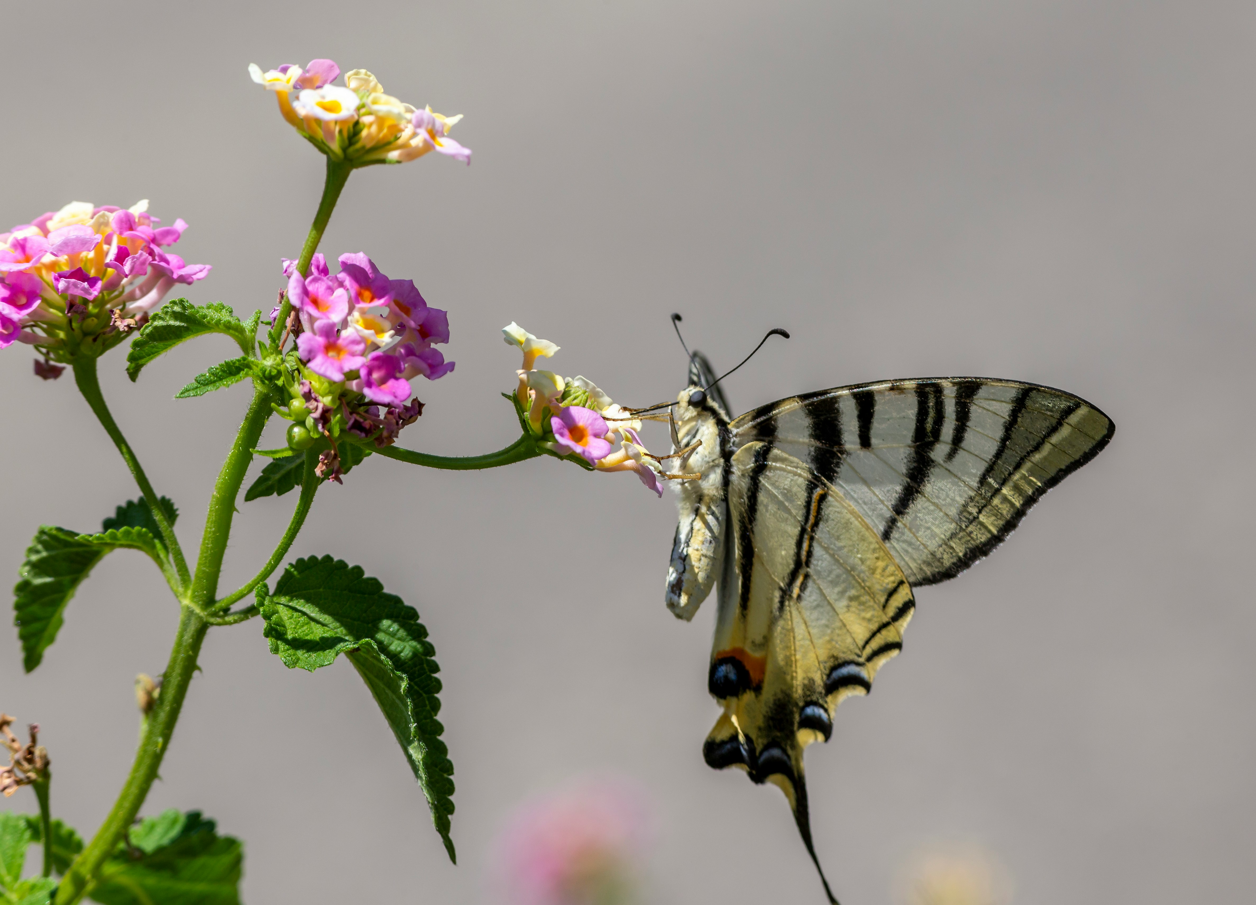 black and white butterfly perched on pink flower